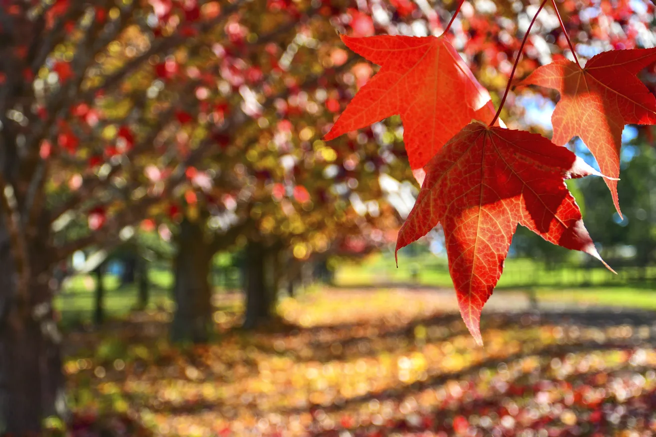 perspectives-hero-why-its-great-plant-trees-falljpg.webp